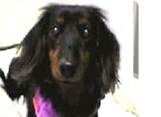 ミニチュアダックスフンド